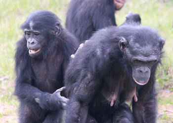 petit bonobo et sa mère