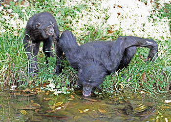 Bonobo boit directement dans la rivière