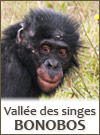 Les bonobos à la Vallée des Singes