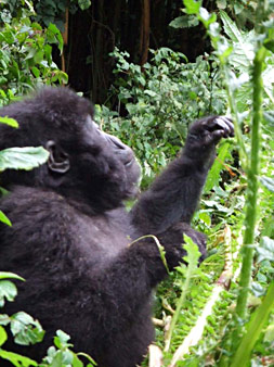 Gorille Rwanda
