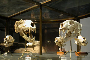 Crânes de panthères