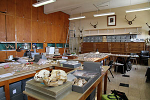 Le laboratoire de recherche associ&eacute; au Mus&eacute;e d'Anthropologie de Monaco
