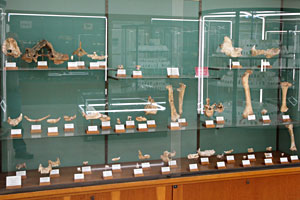 Vitrines