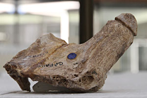 Bois de cerf taill&eacute; en forme de penis