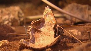 Le crâne d'Homo erectus découvert dans la grotte du Lazaret