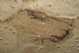 Tête de lionne 