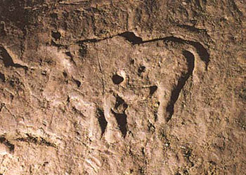 Bison mod&eacute;l&eacute; sur sol argileux