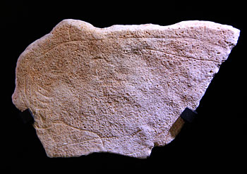 Lionne t&ecirc;te grav&eacute;e