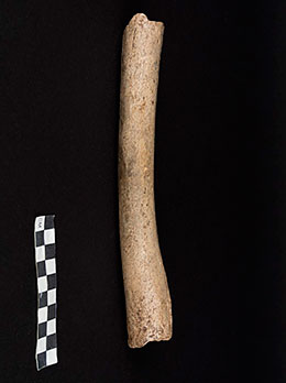 femur-neandertal-hohlenstein-stadel