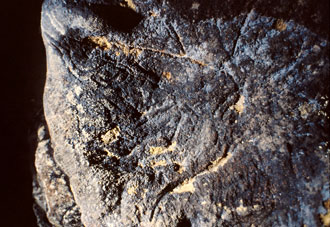 T&ecirc;te de bovin n&deg;15