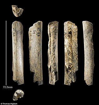 Os de néandertaliens à Vindija en Croatie
