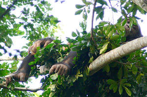 Nid de chimpanz&eacute;