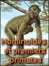 Les Hominoides 