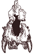 Moropith&eacute;cus - cr&acirc;ne et face