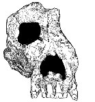 Ouranopithecus