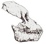Cr&acirc;ne de Proconsul