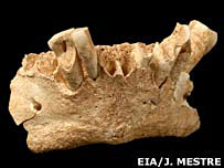 Homo antecessor - Machoire de profil