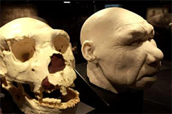Reconstituition du visage d'Homo antecessor