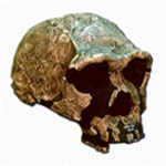 http://www.hominides.com/data/images/illus/homo-erectus.jpg
