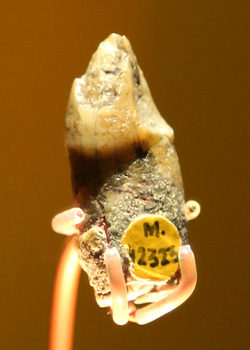 canine-australopithecus-afarensis
