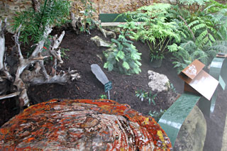 Araucariac&eacute;e