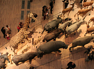 L'avancée des animaux à la Grande Galerie de l'évolution