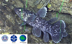 jeune coelacanthe film&eacute; vivant !