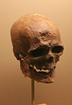Cr&acirc;ne Homme de Cro-Magnon
