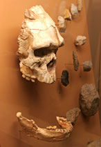 El canibalismo como práctica cultural Crane-erectus-tautavel