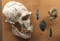 Cr&acirc;ne Homo neandertalensis