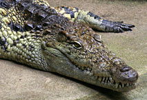 Ca&iuml;man M&eacute;nagerie