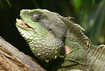 Cam&eacute;l&eacute;on M&eacute;nagerie