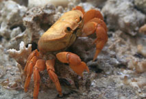 Crabe - M&eacute;nagerie