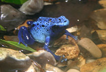 Dendrobate M&eacute;nagerie