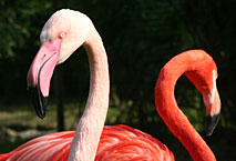 Flamands roses - M&eacute;nagerie