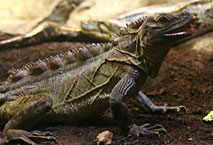 Hydrosaure M&eacute;nagerie