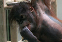 Jeune Orang Outan - M&eacute;nagerie - Jardin des Plantes