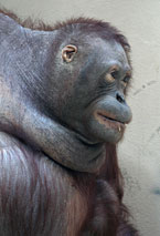 Orang Outan M&eacute;nagerie