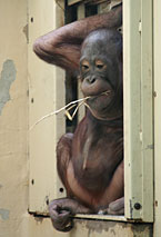 Orang Outan M&eacute;nagerie