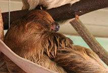 Paresseux M&eacute;nagerie