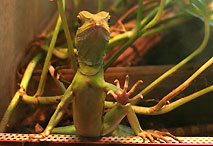 Reptile - M&eacute;nagerie