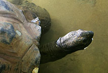 Tortue M&eacute;nagerie