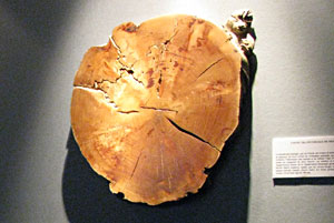 Etude d'in tronc d'arbre pour le dendrochronologie