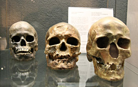 Comparaison de cr&acirc;ne de sapiens d&eacute;couverts sur diff&eacute;rents sites