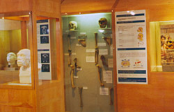 Comparaison squelette neandertal et sapiens