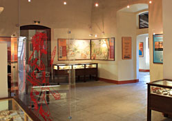 Mus&eacute;e du Pic Saint-Loup, vitrines