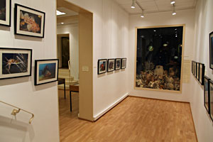 Exposition temporaire au Mus&eacute;e de Pr&eacute;histoire de menton