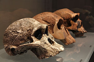 Les cr&acirc;nes australopithecus africanus Homo habilis Homo ergaster