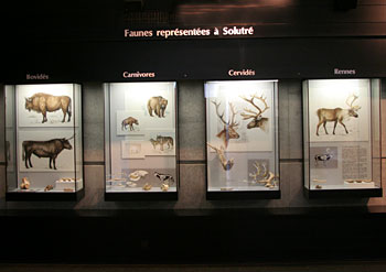 La faune d&eacute;couverte &agrave; Solutr&eacute; 