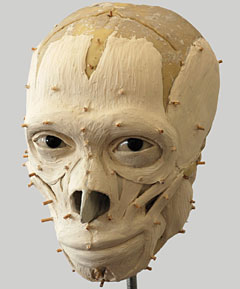 Modelage des masses musculaires sur le crâne du néandertalien